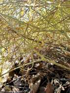 Image of hog's-fennel