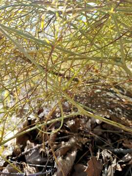 Peucedanum officinale L. resmi