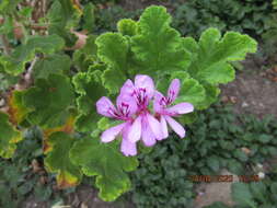 Image of oakleaf garden geranium