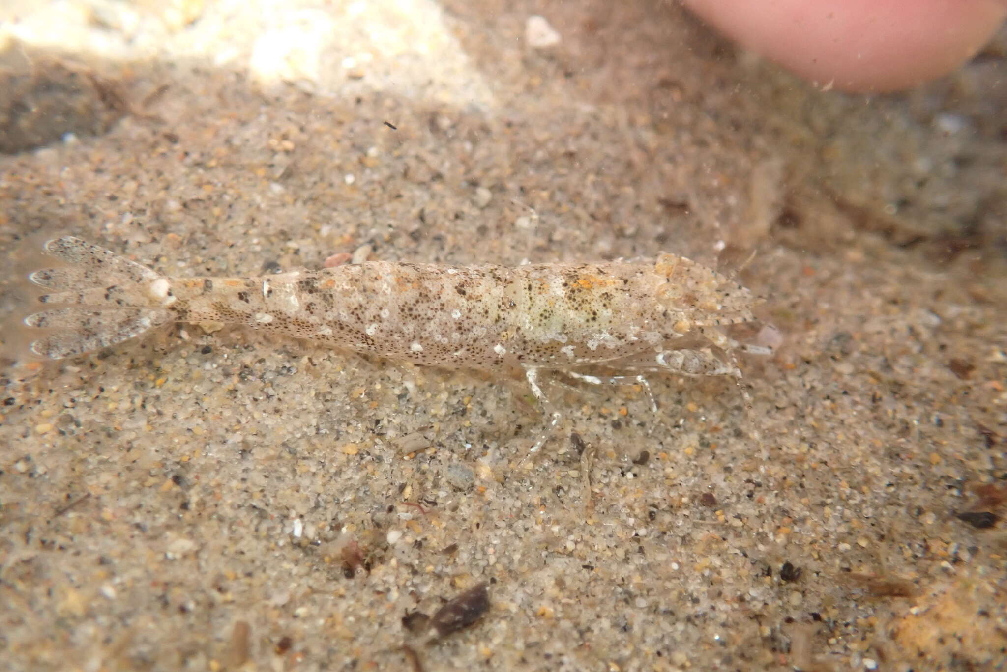 Image of California bay shrimp