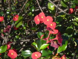 Euphorbia geroldii Rauh resmi