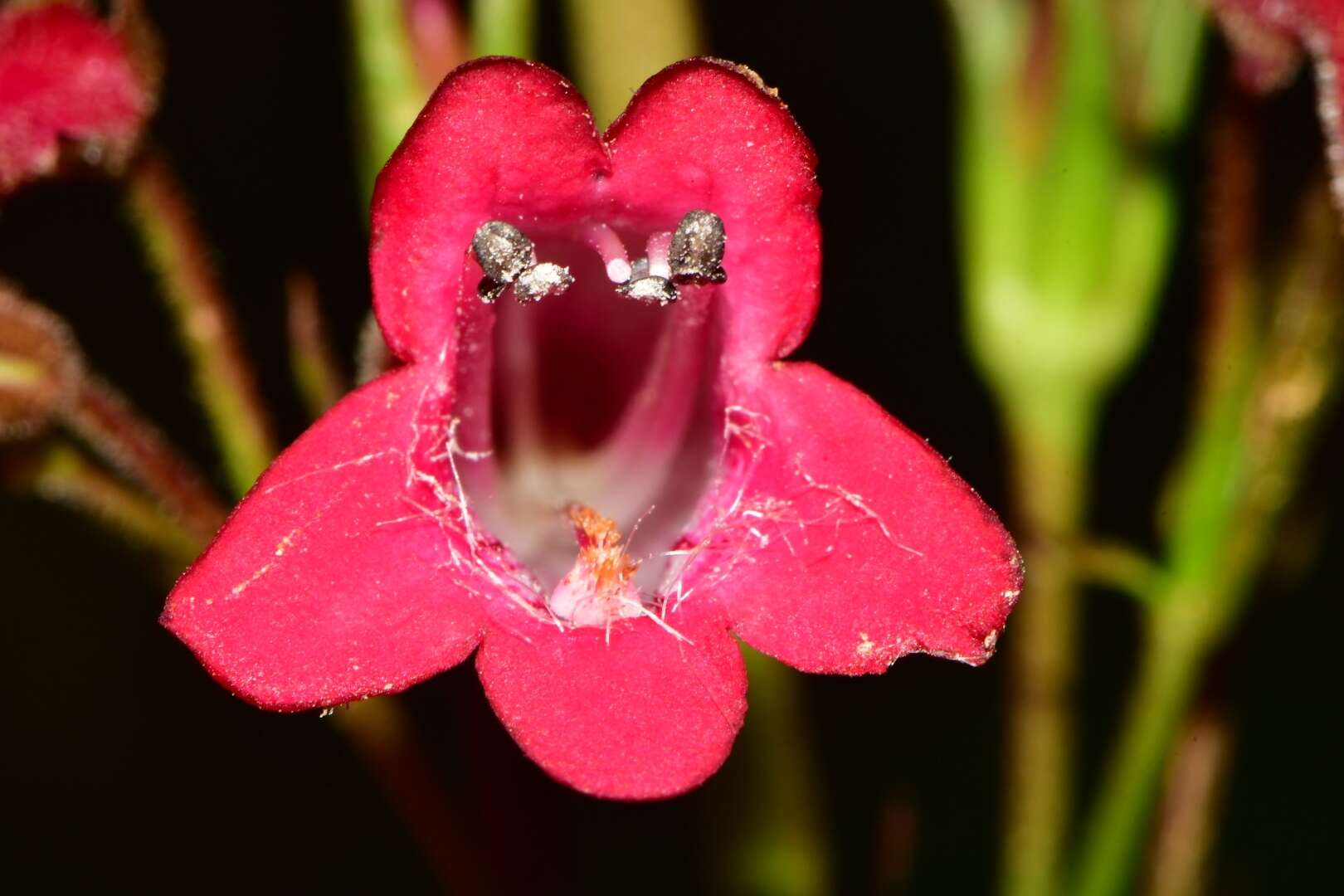 Слика од Penstemon miniatus Lindl.