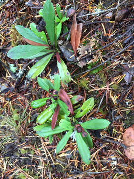 Image of pipsissewa