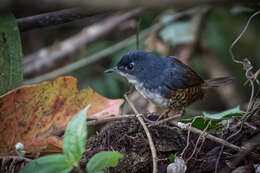 Image de Eleoscytalopus Maurício et al. 2008