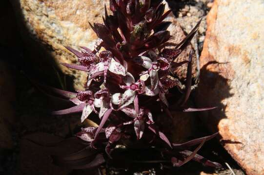 Image of Disa remota H. P. Linder