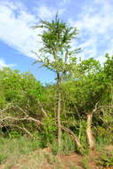 Image of Grey-haired acacia