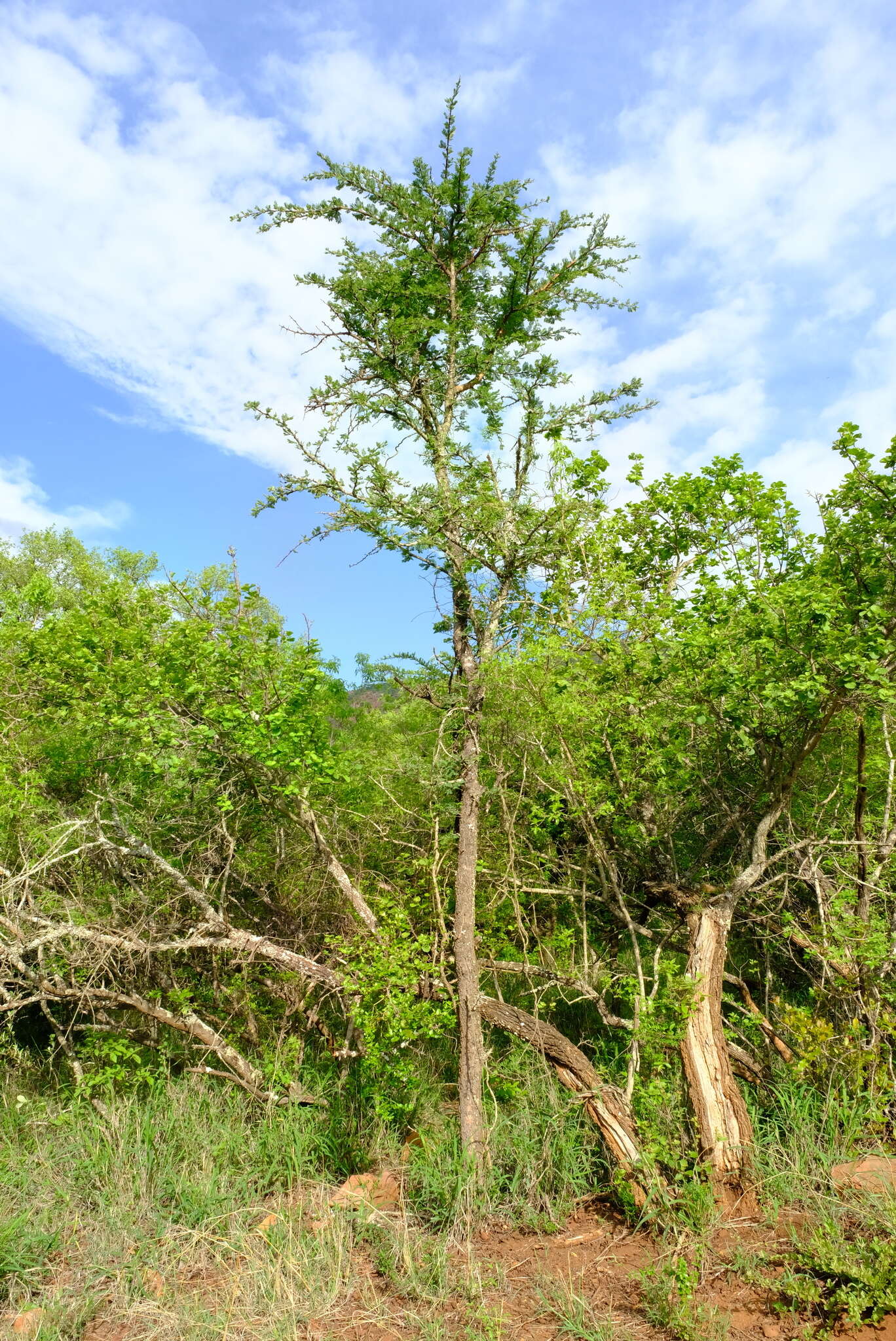 Image of Grey-haired acacia