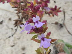 Image of angled sandmint