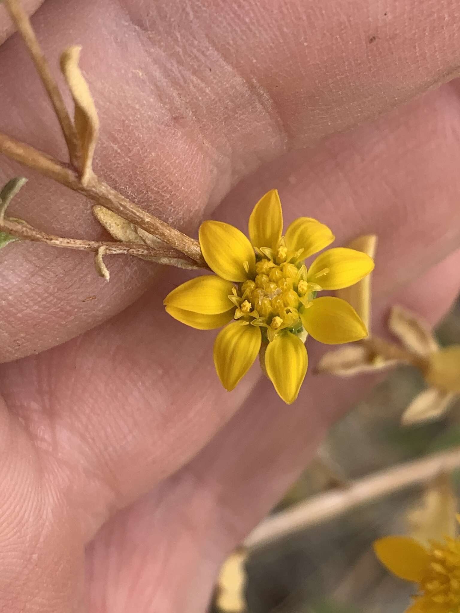 Image of Ash Meadows Gumweed