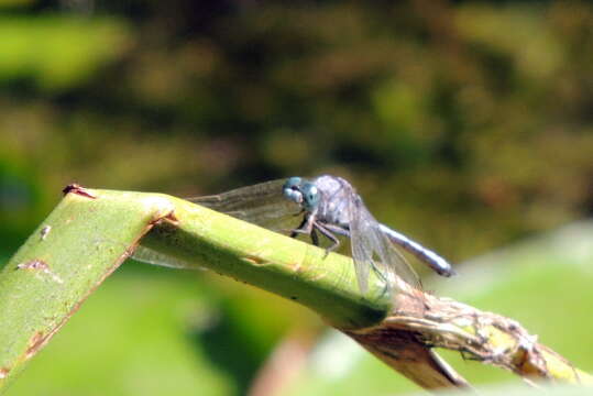 Image of Epaulet Skimmer