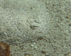 Image of Elongate flounder