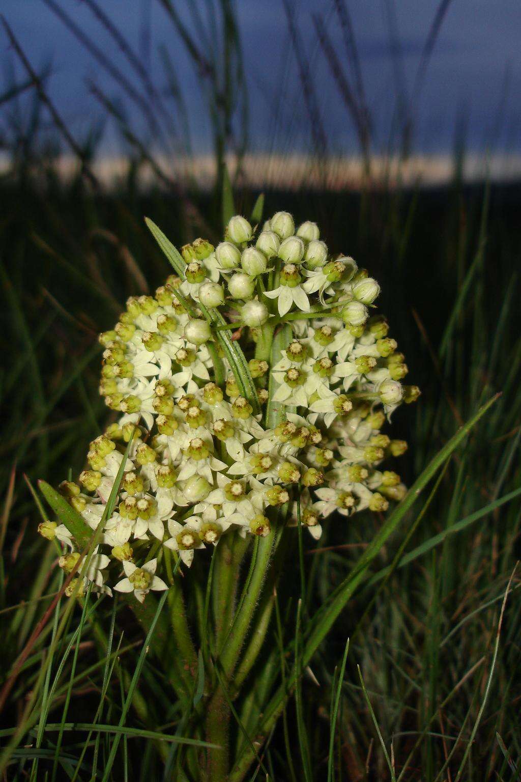 Image of Xysmalobium involucratum (E. Mey.) Decne.