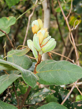 Image of Rhynchosia hirta (Andrews) Meikle & Verdc.