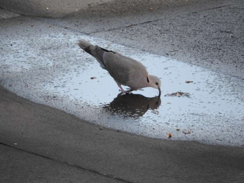 Image of Red-eyed Dove