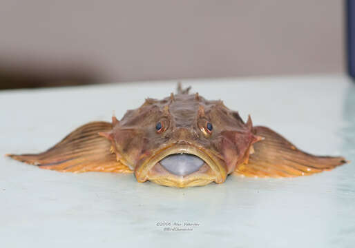 Image of Fourhorn sculpin