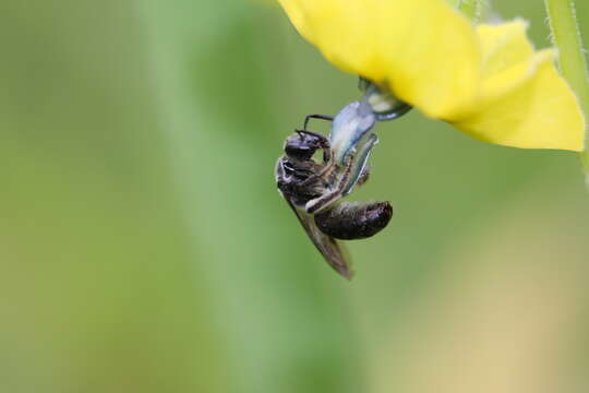 Image of Lasioglossum pectinatum (Robertson 1890)