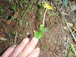 Sivun Ranunculus bullatus subsp. bullatus kuva