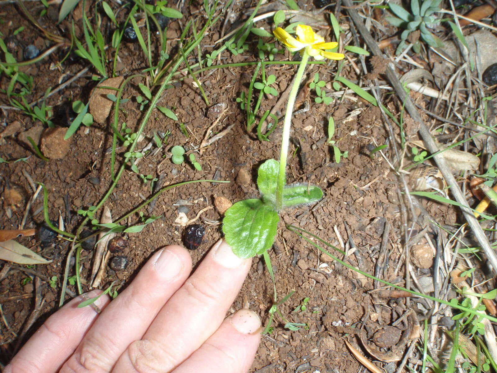 Ranunculus bullatus subsp. bullatus的圖片