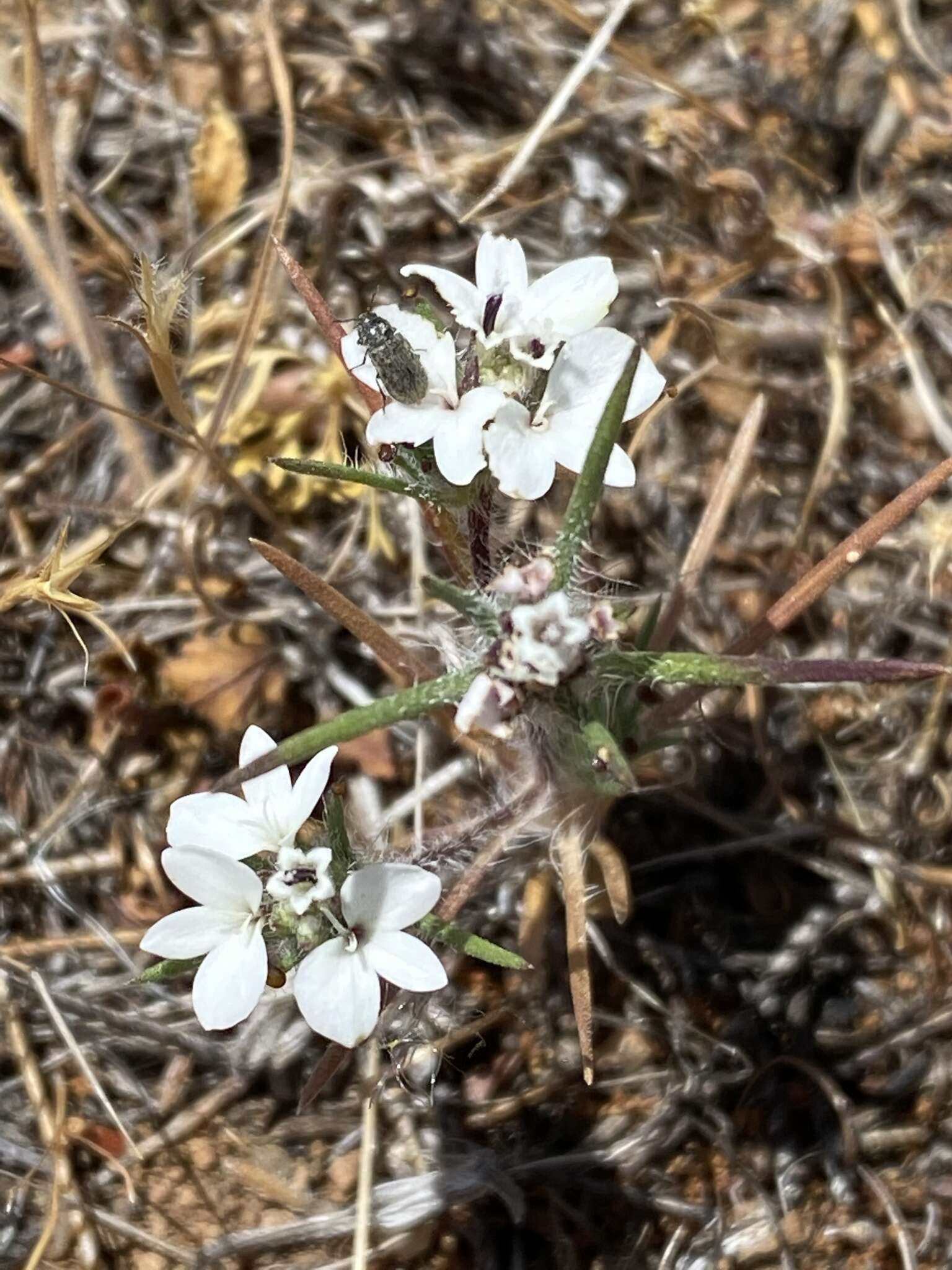 Image of dwarf western rosinweed