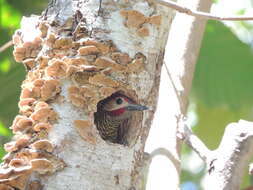 Image of Golden-olive Woodpecker