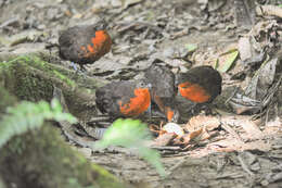 Image of Dark-backed Wood Quail