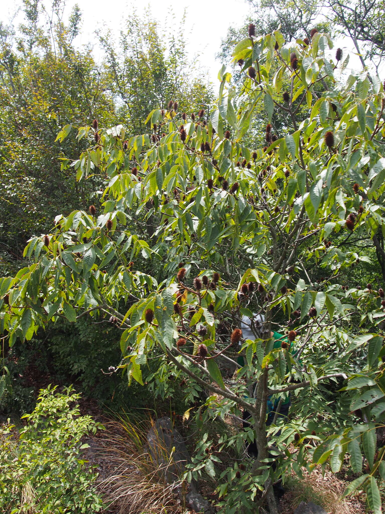 Image of Platycarya