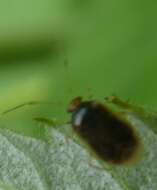 Image de Monalocoris filicis (Linnaeus 1758)