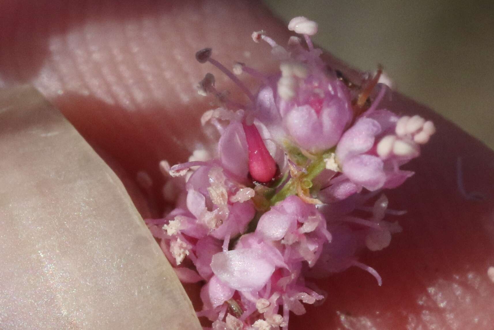 Image of smallflower tamarisk