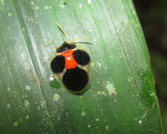 Image of Spilophora aequatoriensis Spaeth 1905