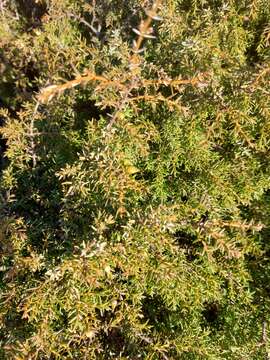 Image of Juniperus oxycedrus subsp. transtagana Franco