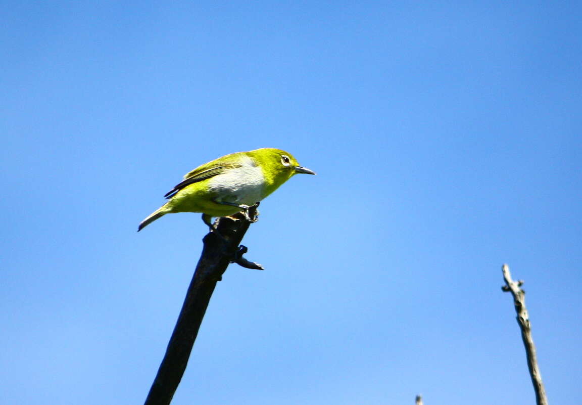 Image of Lowland White-eye