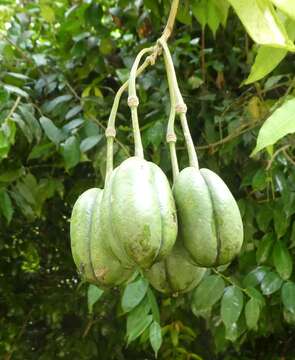 Image of Ritchiea capparoides (Andr.) Britten