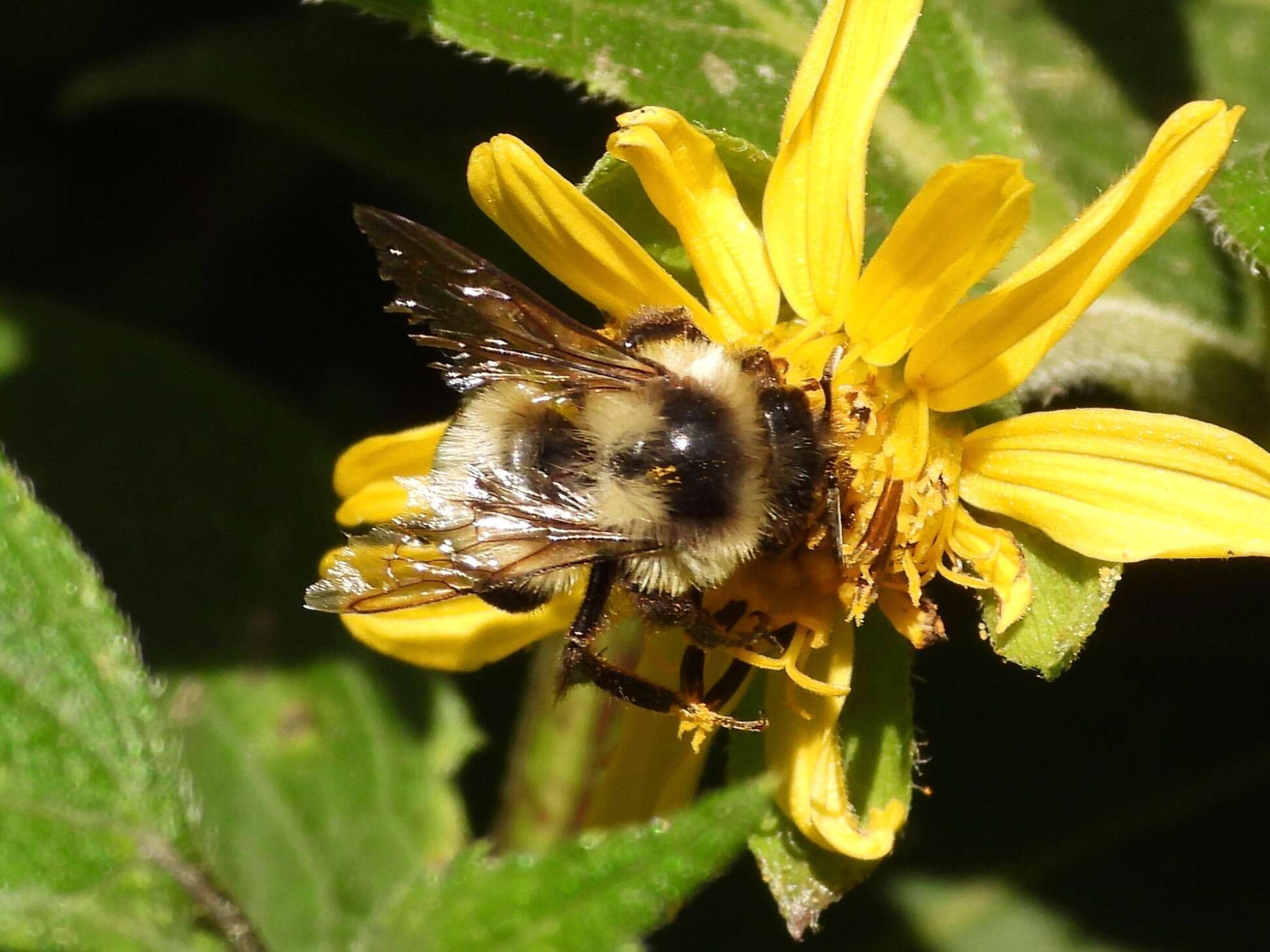 Слика од Bombus wilmattae Cockerell 1912