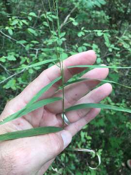 Imagem de Muhlenbergia sobolifera (Muhl. ex Willd.) Trin.