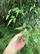 Image of Clematis tamurae T. Y. A. Yang & T. C. Huang