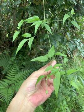 Imagem de Clematis tamurae T. Y. A. Yang & T. C. Huang