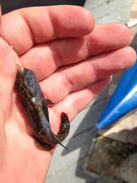 Image of Frillfin Goby