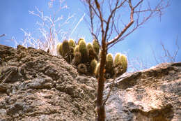 Image of Echinocereus spinigemmatus A. B. Lau