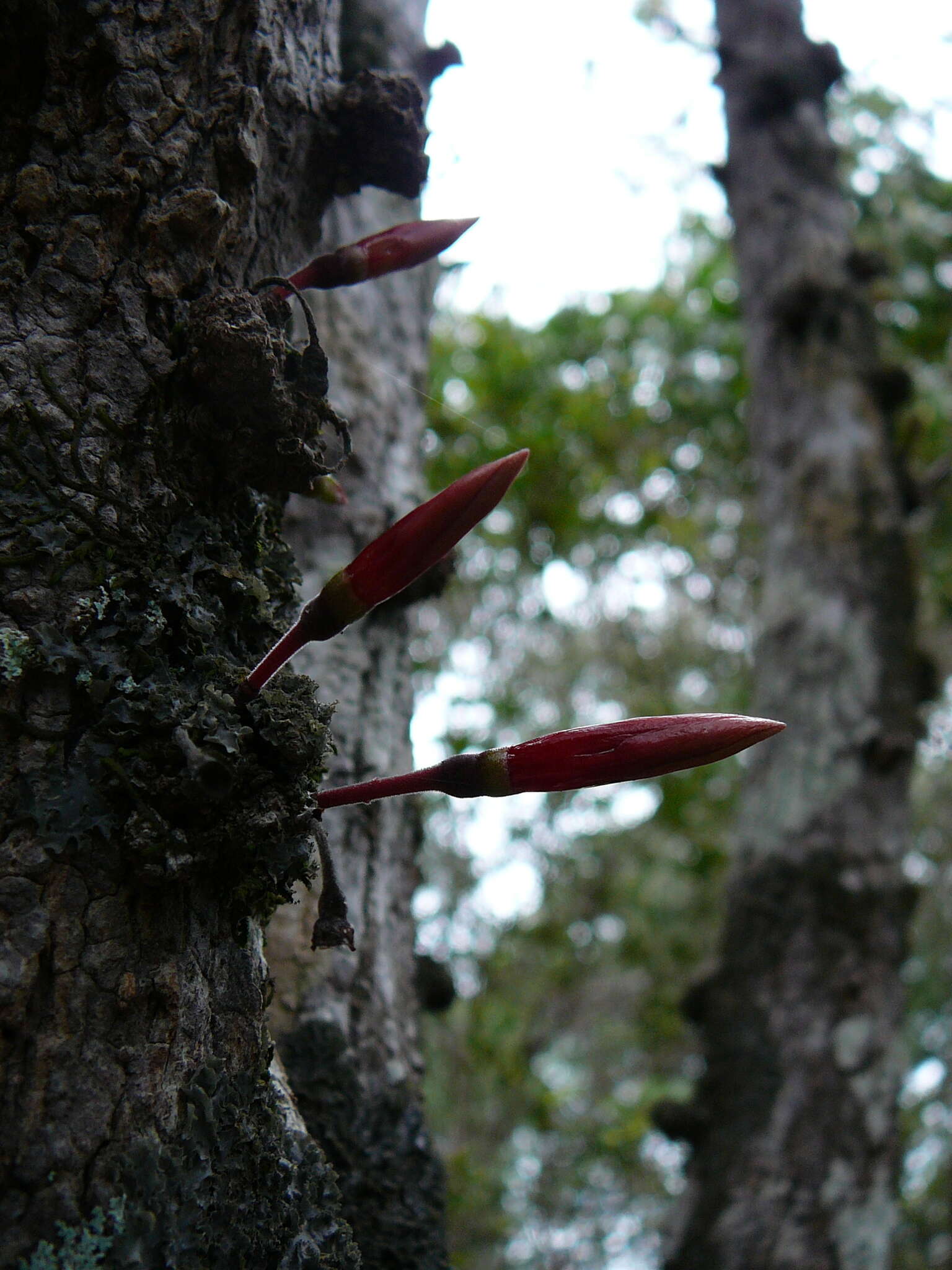 Image of Ixora margaretae (N. Hallé) Mouly & B. Bremer