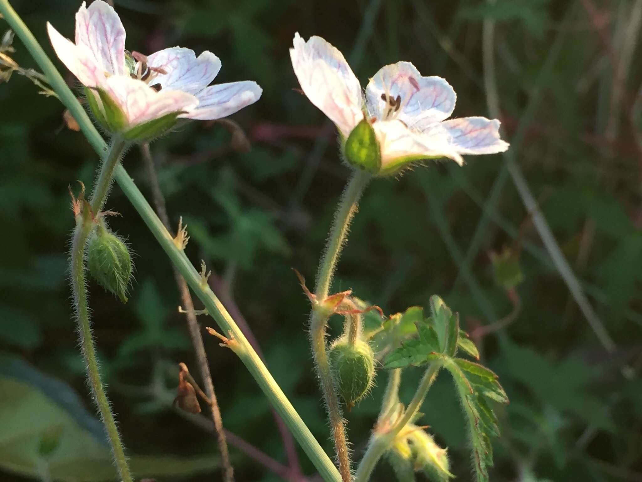 Image of Geranium deltoideum Rydb. ex Hanks & Small