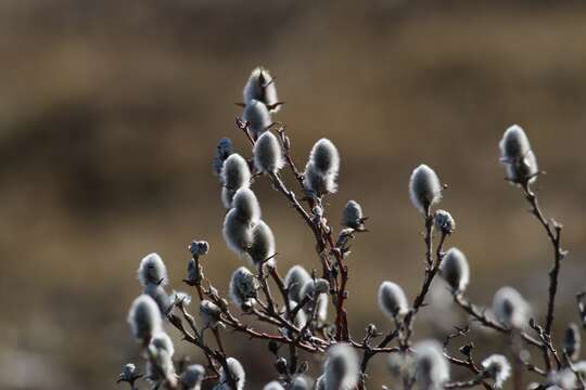 Image of Richardson's Willow