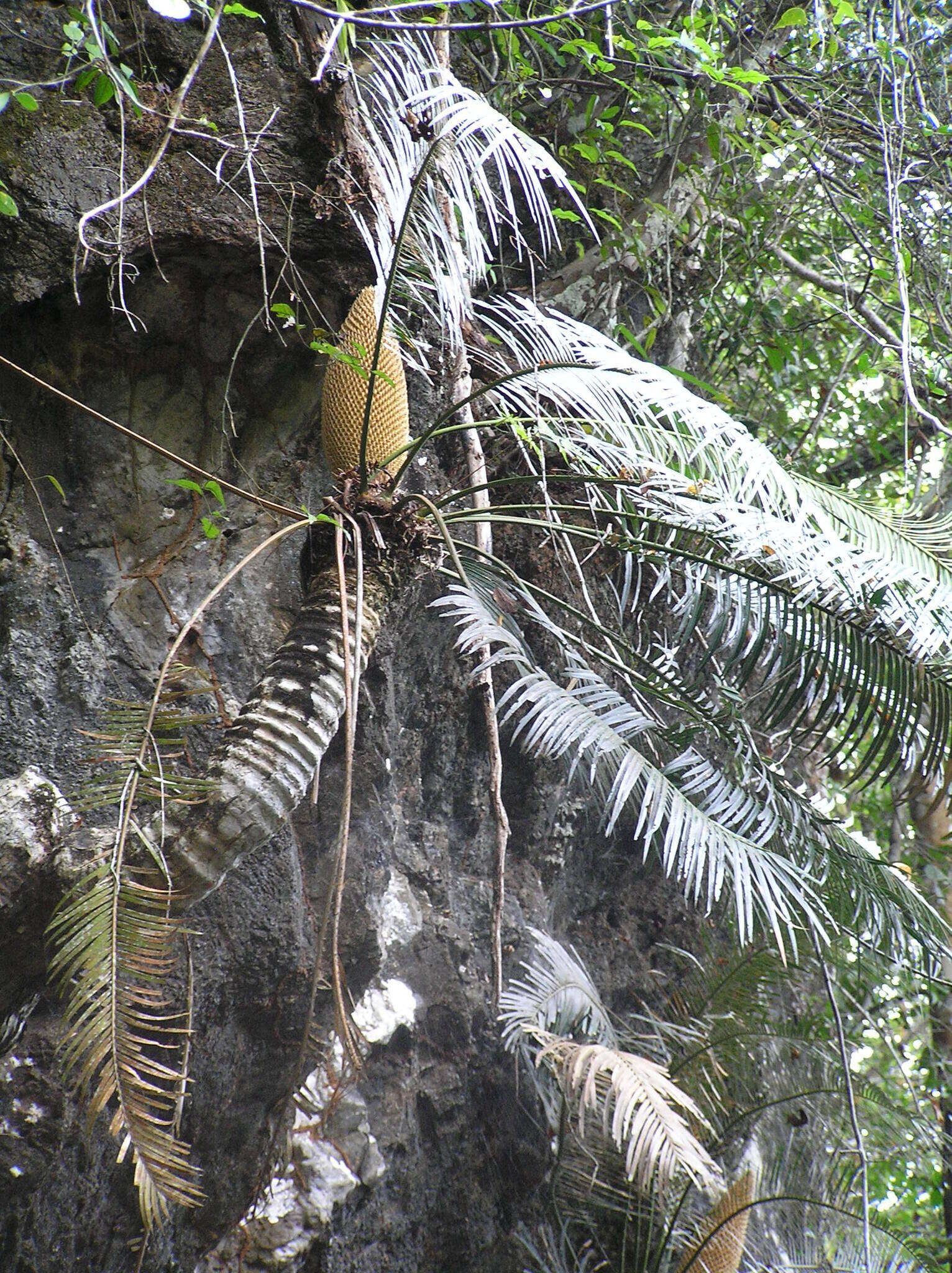 Image de Cycas clivicola K. D. Hill