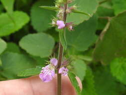 Image of PInk Mint