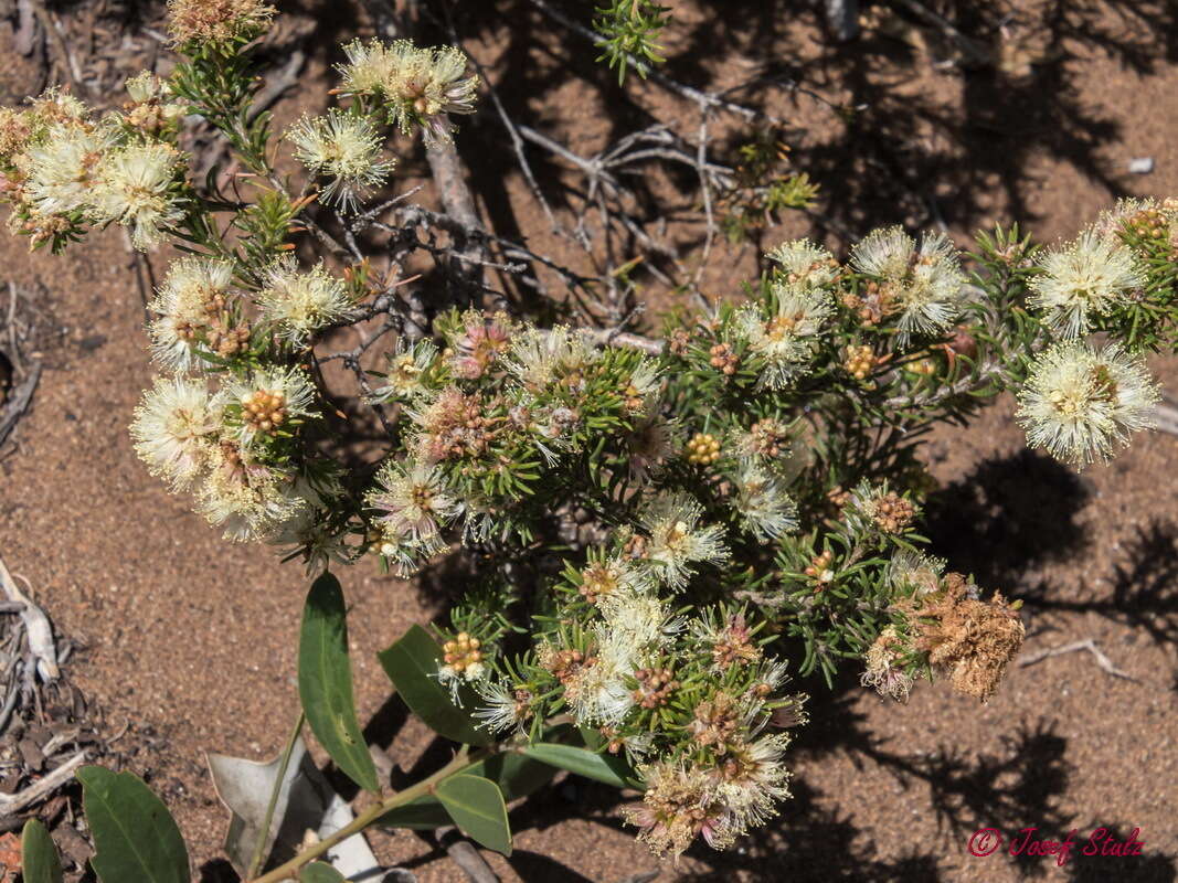 Image of Melaleuca systena L. A. Craven