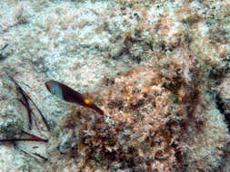 Image of Parrotfish