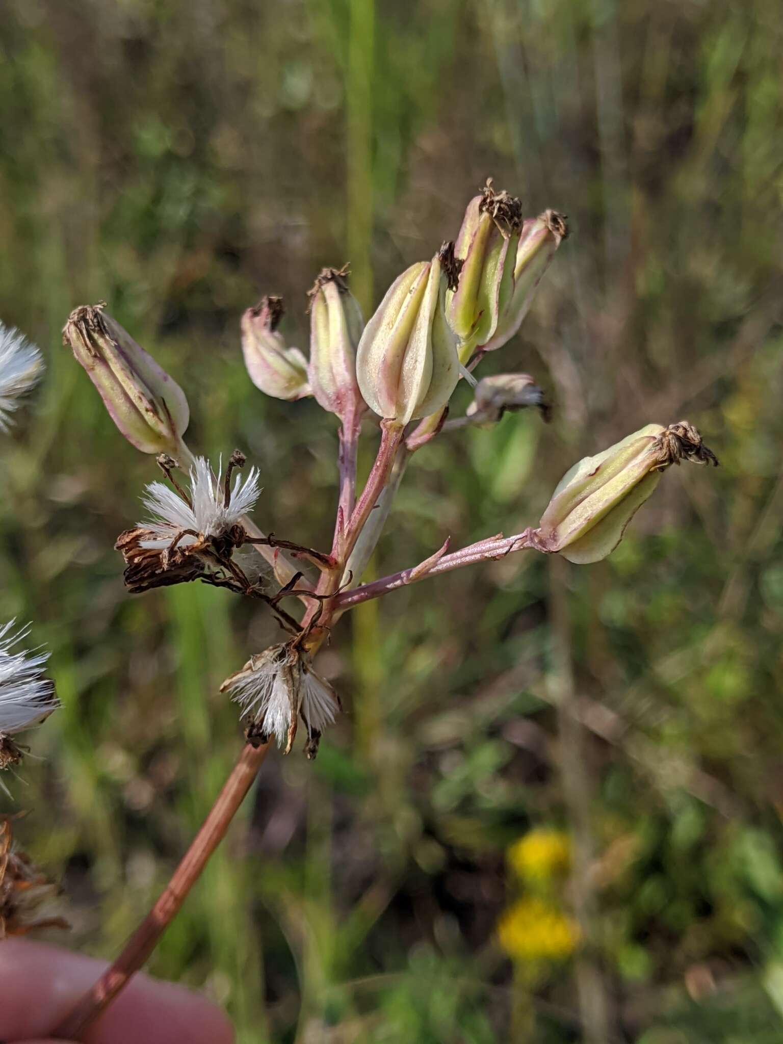 Image of White Indian Plantain