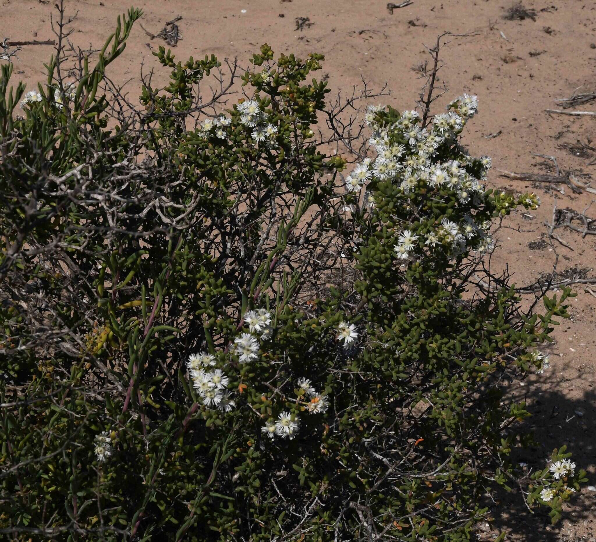 Image of Ruschia robusta L. Bol.