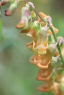 Image of Lathyrus sulphureus var. sulphureus