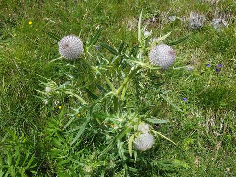 Image of woolly thistle