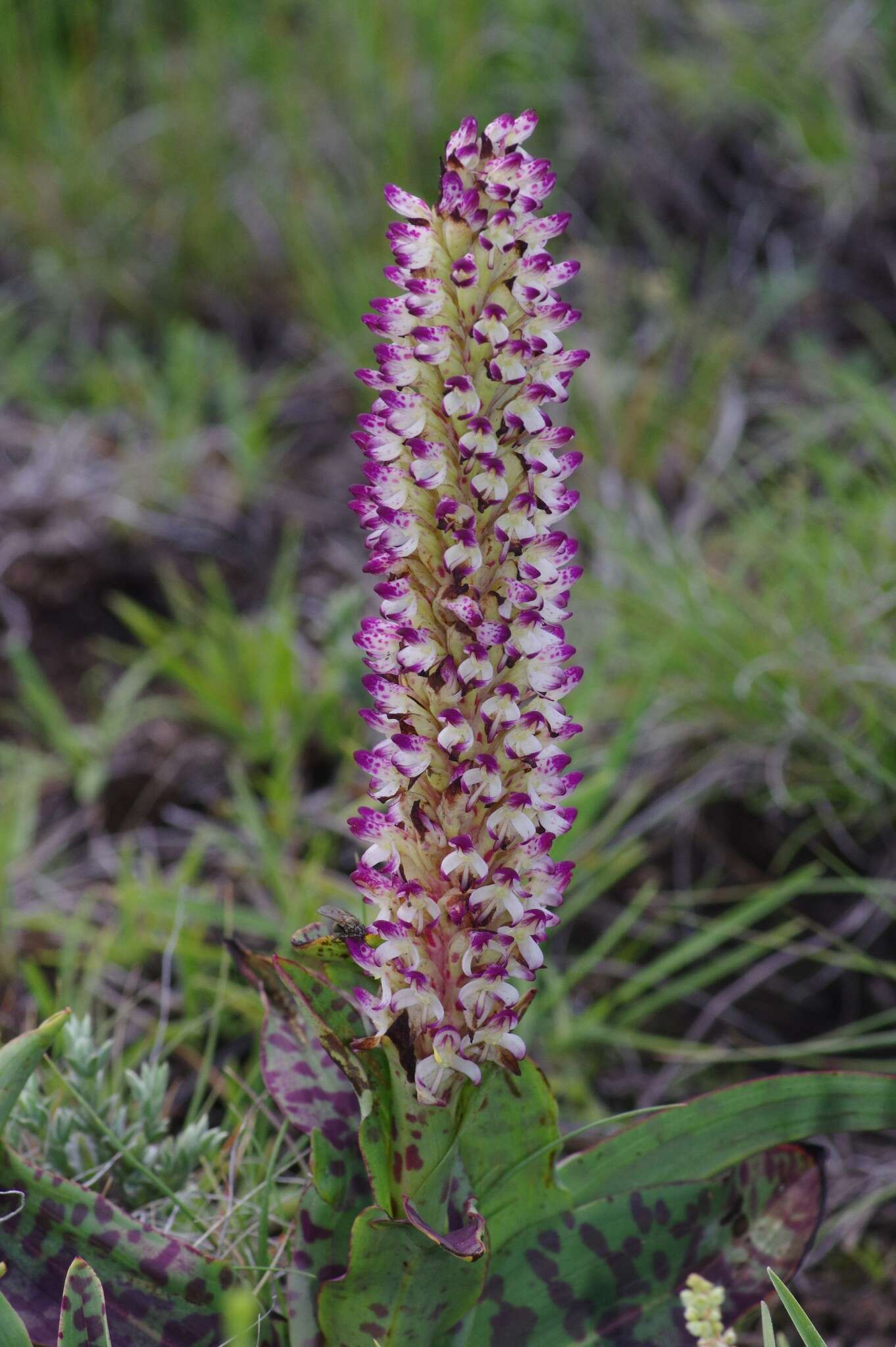 Image of Disa fragrans Schltr.